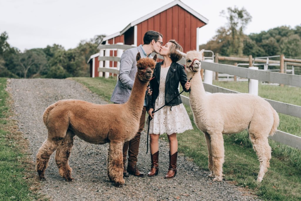 red barn leather jacket kissing alpacas Bluebird Farm Alpacas Engagement fall autumn smiling happy candid cowboy boots