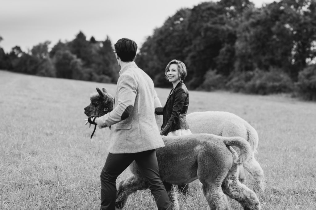 black and white engagement Bluebird Farm Alpacas Engagement fall autumn smiling happy candid cowboy boots