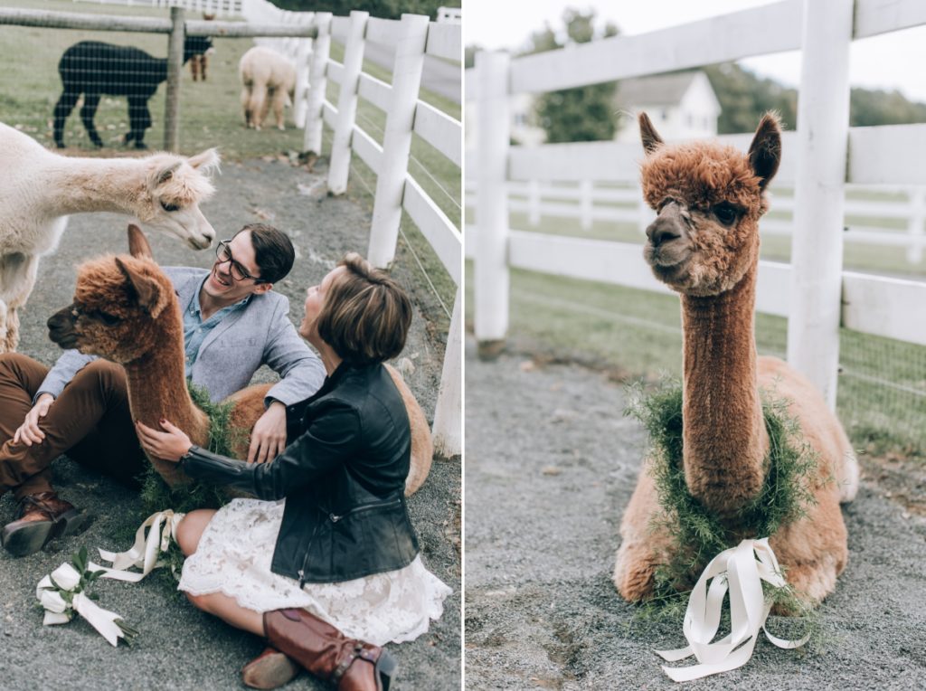 alpaca sitting wreathe white fence candid funny silly laughter picnic blanket alpacas Bluebird Farm Alpacas Engagement fall autumn smiling happy candid cowboy boots