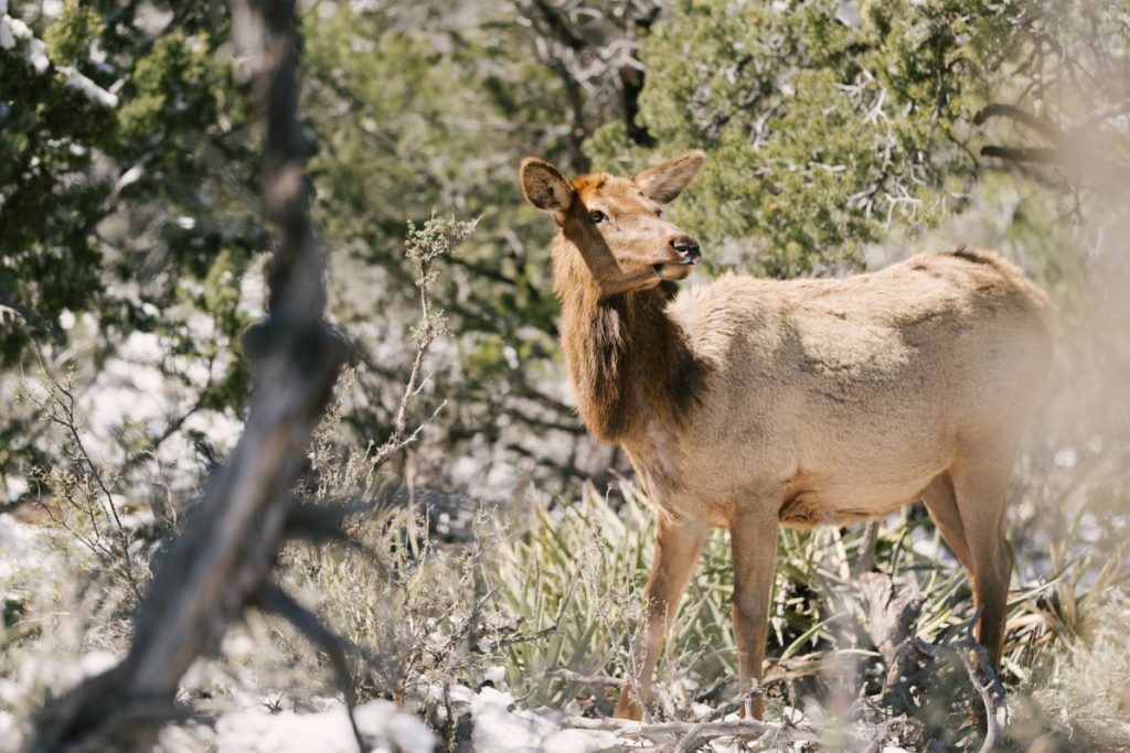 elk wildlife azblogger visit arizona sightseeing landscape breathtaking travelgram instatravel adventure travel blogger beautiful destinations igtravel wanderlust phoenix azwedding arizona wedding azwedding planner grand canyon national park get outside explore more arizona hiking sedona arizona flagstaff travel photography⁣ sedona vortex getaway vacation goals adventures in sedona sedona mountains magic places⁣ 