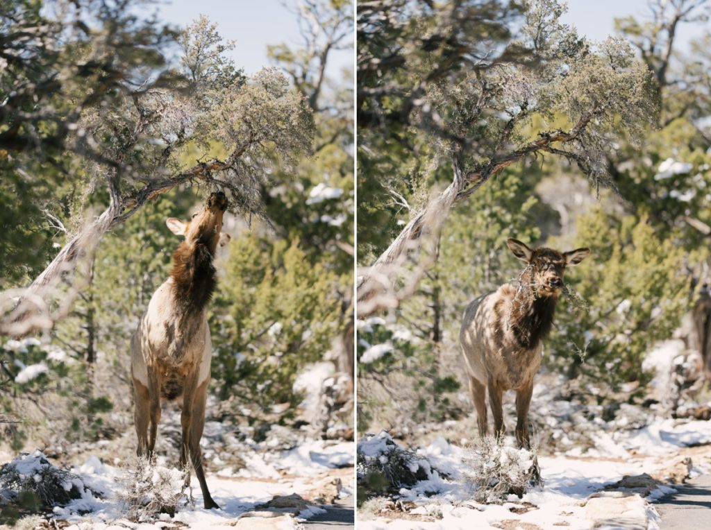 elk wildlife azblogger visit arizona sightseeing landscape breathtaking travelgram instatravel adventure travel blogger beautiful destinations igtravel wanderlust phoenix azwedding arizona wedding azwedding planner grand canyon national park get outside explore more arizona hiking sedona arizona flagstaff travel photography⁣ sedona vortex getaway vacation goals adventures in sedona sedona mountains magic places⁣ 