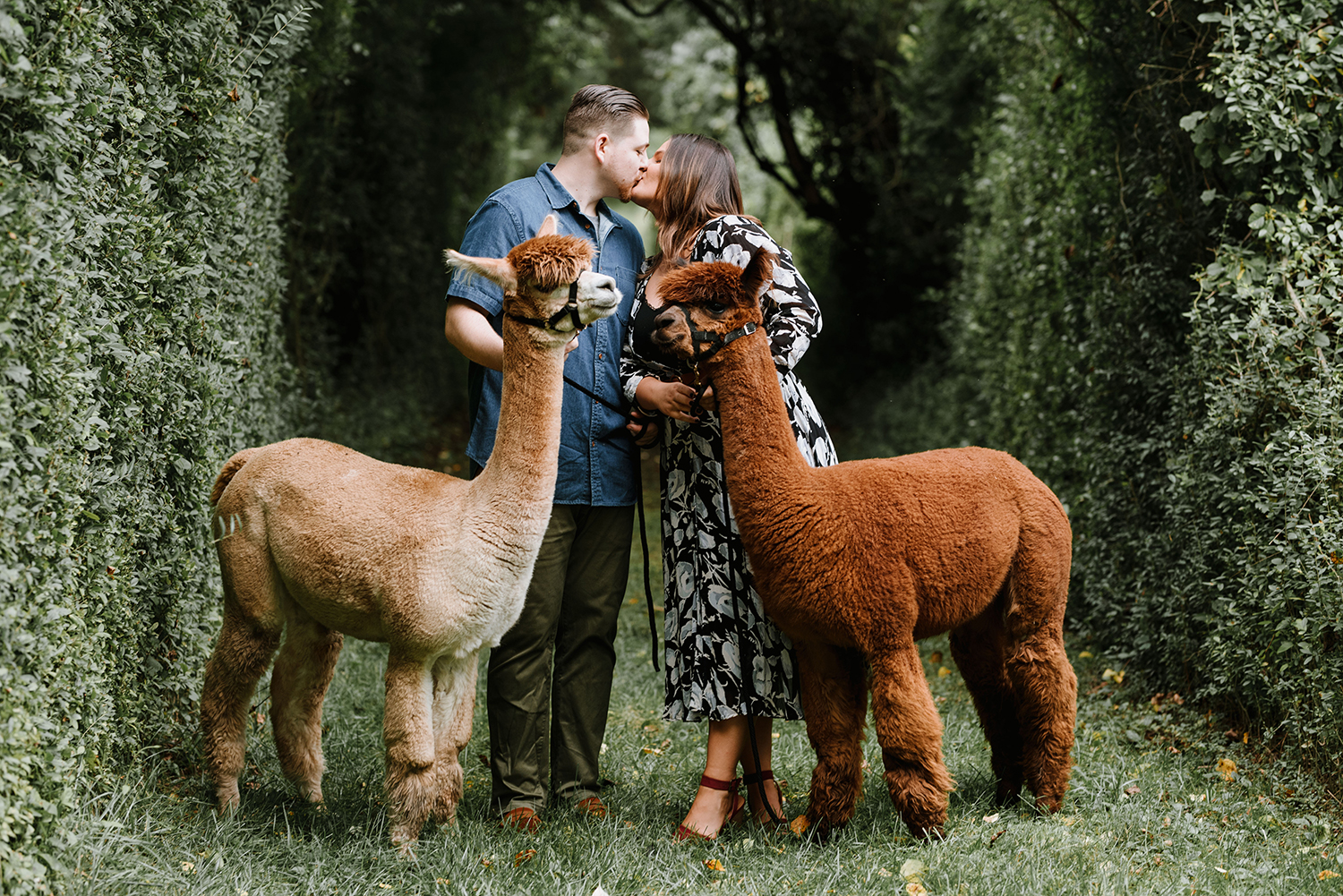 Bluebird Alpaca Farm NJ Engagement Session by Fox & Hare Photo