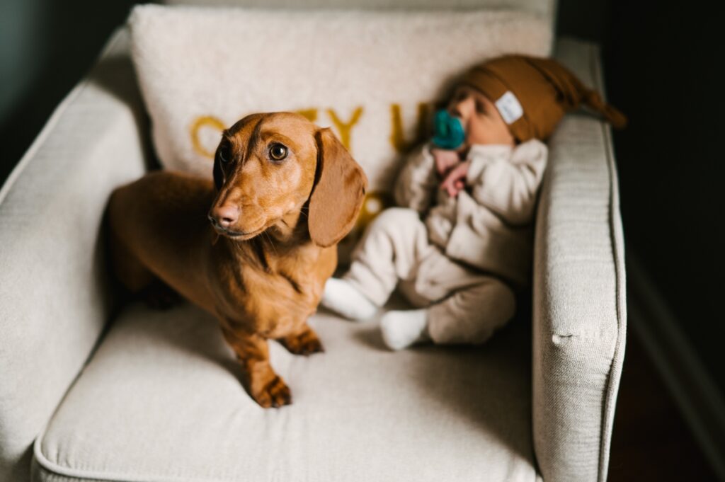 at home family session morris plains nj dachsunds newborn baby family