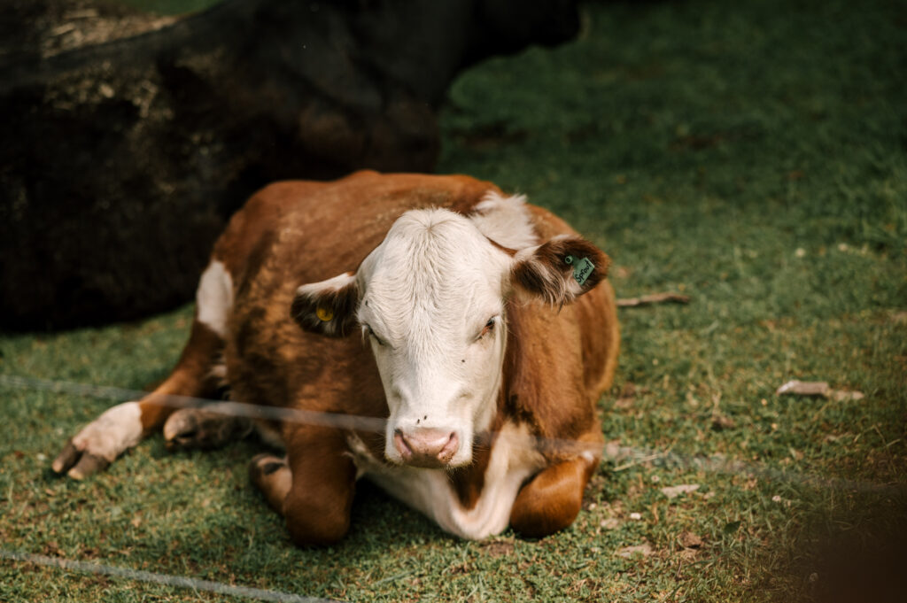 A cow laying down at Wallenpaupack Creek Farm.